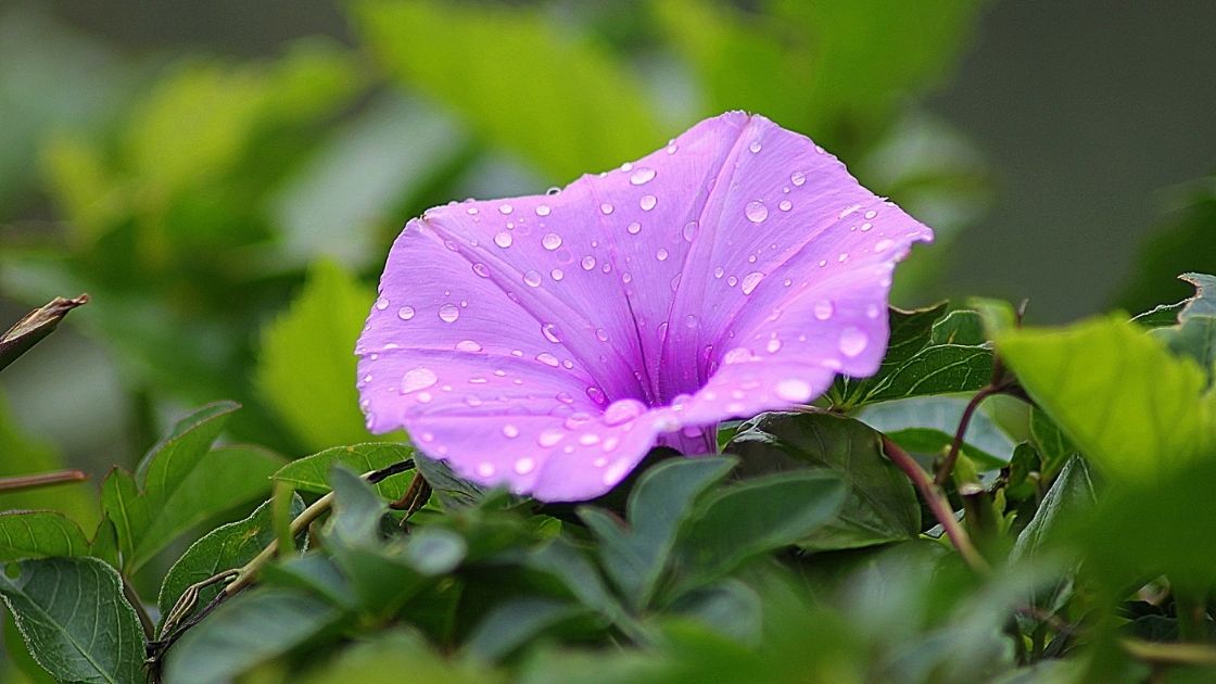 How To Plant Morning Glory In Hanging Basket