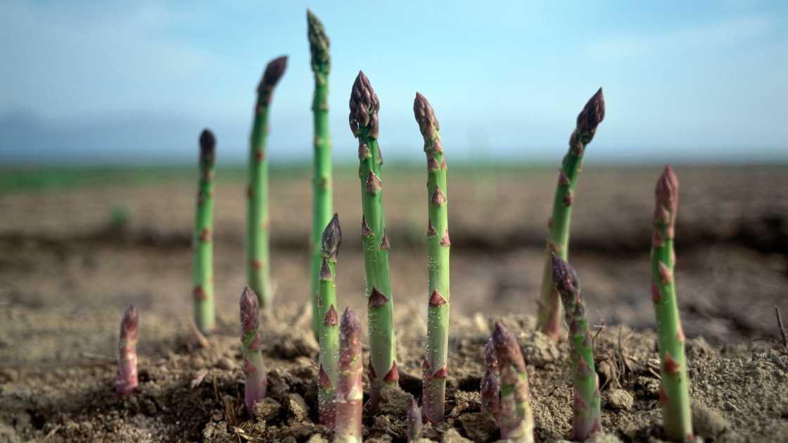 Transplanting Asparagus