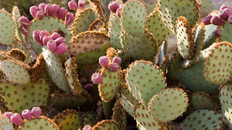 How to Propagate Cactus: A Simple Guide to Multiplying Your Prickly ...