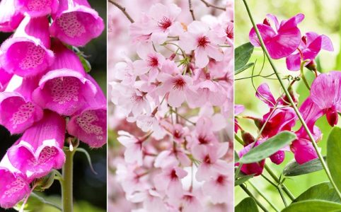 Pink lady flower varieties and color shades guide with pictures