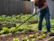 Gardener using a scuffle hoe to efficiently remove young weeds from a vegetable bed on a sunny day