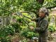 A gardener using ratchet loppers to cut a thick tree branch in a backyard garden