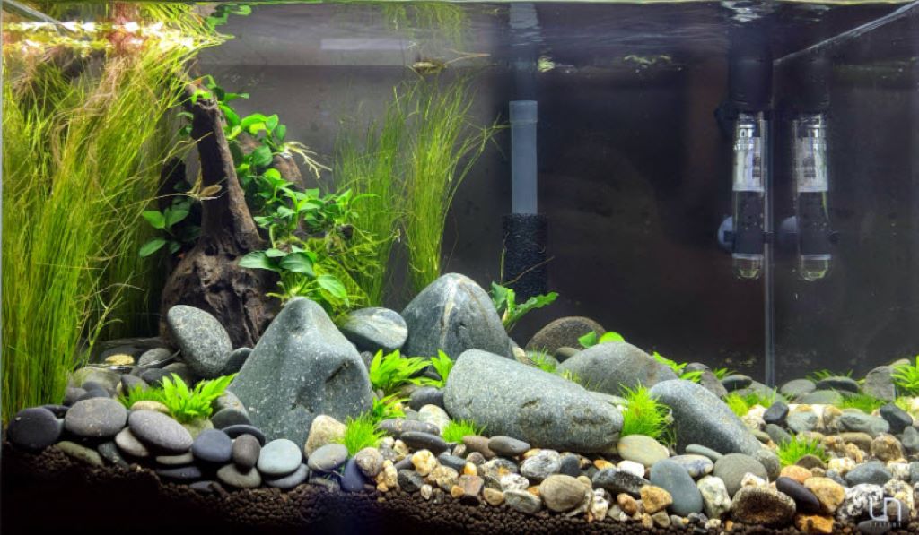 Rinsing aquarium gravel thoroughly before adding it to a fish tank