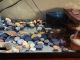 Washed aquarium gravel and river rocks ready for a freshwater aquascape