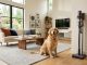 A golden retriever sits on a living room rug next to a modern stick vacuum.