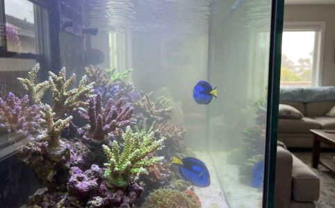 Milky reef aquarium water before treatment and filtration improvements