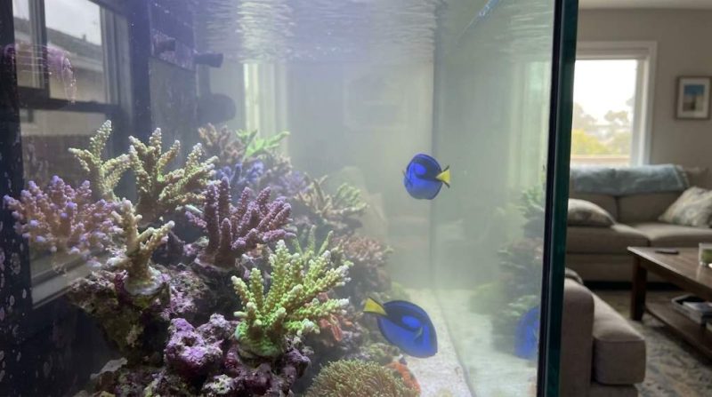 Milky reef aquarium water before treatment and filtration improvements