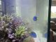 Milky reef aquarium water before treatment and filtration improvements