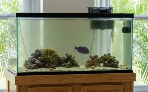 aquarium pump cleaning to restore tank water flow in Tampa