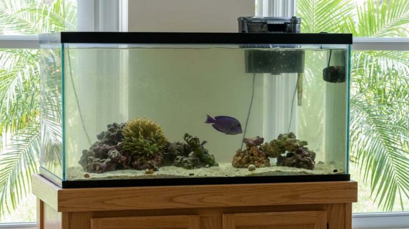 aquarium pump cleaning to restore tank water flow in Tampa
