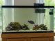 aquarium pump cleaning to restore tank water flow in Tampa